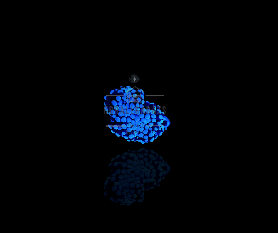 Euphyllia Cristata (Common)